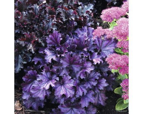 Purpurglöckchen FloraSelf 12er Topf violett