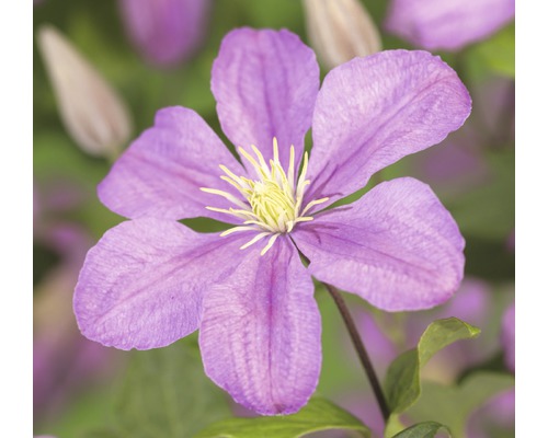 Clématite FloraSelf Clematis-Cultivars 'Comtesse de Bouchaud' H&nbsp;50-70&nbsp;cm Co 2,3 L