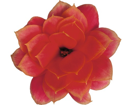 Gros plan d''une fleur de Kalanchoé