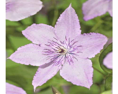 Waldrebe FloraSelf Clematis-Cultivras 'Hagley Hybrid' H 50-70 cm Co 2,3 L