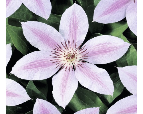 Clématite FloraSelf Clematis 'John Paul II' h 50-70 cm Co 2,3 l