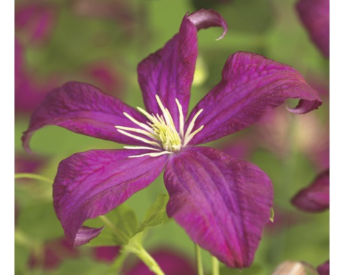 Clématite FloraSelf Clematis viticella 'Madame Julia Correvon' H&nbsp;50-70&nbsp;cm Co 2,3&nbsp;L