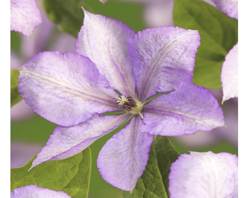 Waldrebe FloraSelf Clematis-Cultivars 'Margaret Hunt' H 50-70 cm Co 2,3 L