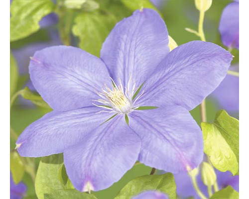 Waldrebe FloraSelf Clematis-Cultivars 'Mrs. Cholmondeley' H 50-70 cm Co 2,3 L