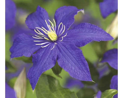 Clématite FloraSelf Clematis-Cultivars 'Rhapsody' H&nbsp;50-70&nbsp;cm Co 2,3&nbsp;L