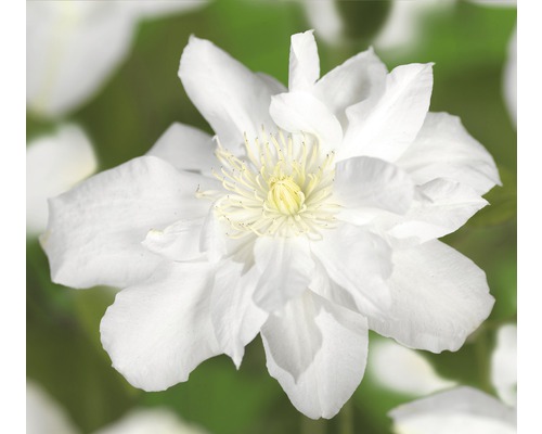 Clématite FloraSelf Clematis-Cultivars 'Sylvia Denny' H&nbsp;50-70&nbsp;cm Co 2,3&nbsp;L