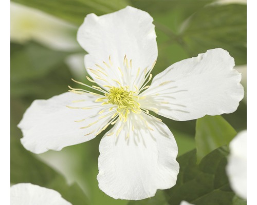 Waldrebe montana 'Grandiflora', 53 - 70 cm