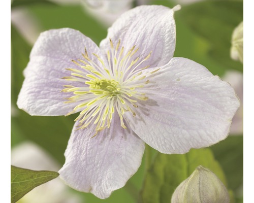 Clématite de montagne FloraSelf Clematis montana 'Mayleen' H 50-70 cm Co 2,3 l