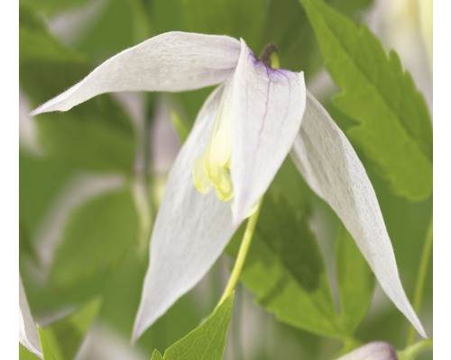 Clématite des Alpes FloraSelf Clematis alpina 'Willy' H&nbsp;50-70&nbsp;cm Co 2,3&nbsp;L