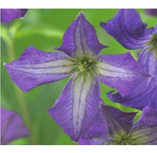 Nahaufnahme einer violetten Waldrebeblüte