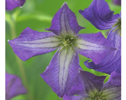 Clématite FloraSelf Clematis viticella H&nbsp;50-70&nbsp;cm Co 2,3&nbsp;L blau