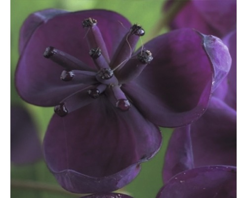 Akébie à cinq feuilles FloraSelf Akebia quinata H&nbsp;50-70&nbsp;cm Co 2,3&nbsp;L