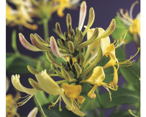 Chèvrefeuille FloraSelf Lonicera periclymenum H 53-70 cm Co 2,3 L jaune/blanc