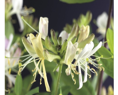 Chèvrefeuille FloraSelf Lonicera periclymenum 'Belgica Select' H&nbsp;50-70&nbsp;cm Co 2,3&nbsp;l