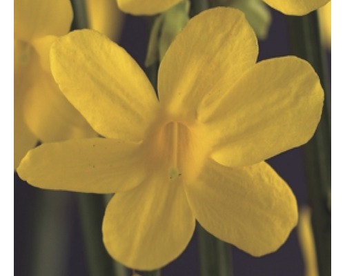 Jasmin d'hiver FloraSelf Jasminum polyanthus H&nbsp;50-70&nbsp;cm pot Ø&nbsp;2,3&nbsp;cm