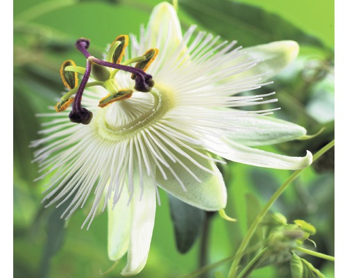 Fleur de la passion FloraSelf Passiflora-Cultivars 'Constance Elliott' H&nbsp;50-70&nbsp;cm Co 2,3&nbsp;l