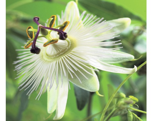 Passionsblume FloraSelf Passiflora caerulea 'Constance Elliott' H 50-70 cm Co 2,3 L