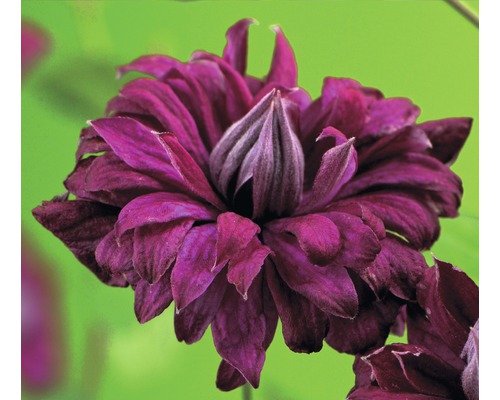 Waldrebe FloraSelf Clematis vit. 'Purp. P. Elegans' H 50-70 cm Co 2,3 L