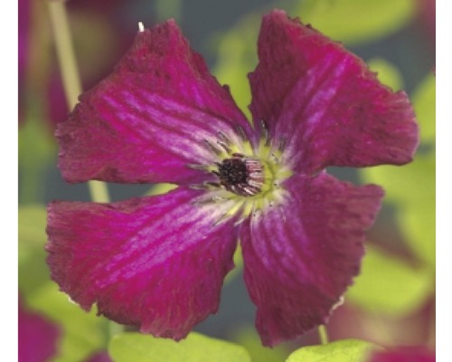 Clématite FloraSelf Clematis viticella 'Rubra' H&nbsp;50-70&nbsp;cm Co 2,3&nbsp;L