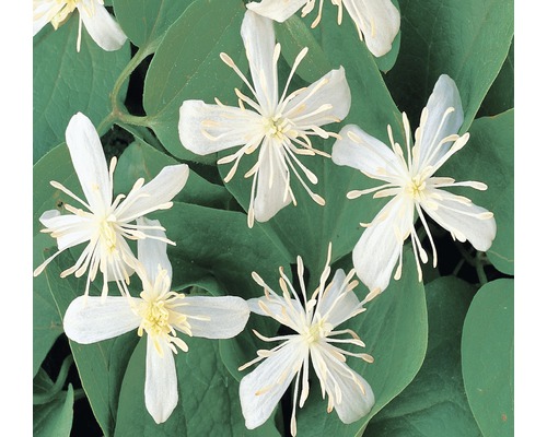 Clématite FloraSelf Clematis terniflora H&nbsp;50-70&nbsp;cm Co 2,3&nbsp;L