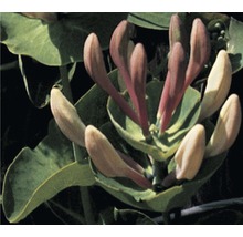 Gros plan d''une fleur de chèvrefeuille avec des feuilles