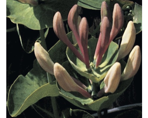 Chèvrefeuille FloraSelf Lonicera caprifolium H&nbsp;50-70&nbsp;cm Co 2,3&nbsp;L
