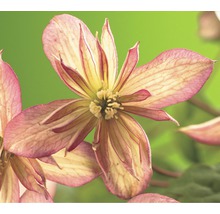 Nahaufnahme einer rosa Waldakelei-Blüte