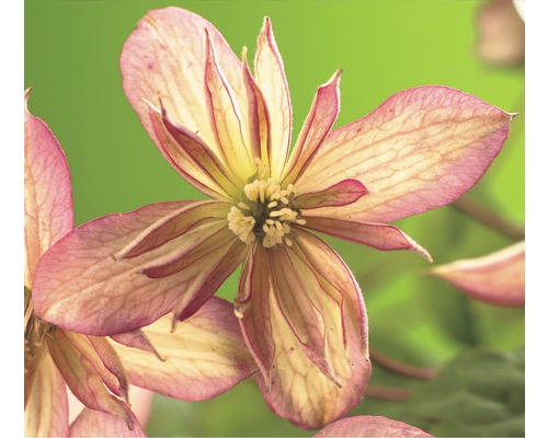 Berg-Waldrebe FloraSelf Clematis montana 'Marjorie' H 50-70 cm Co 2,3 L Berg-Waldrebe FloraSelf Clematis montana 'Marjorie' H 50-70 cm Co 2,3 L