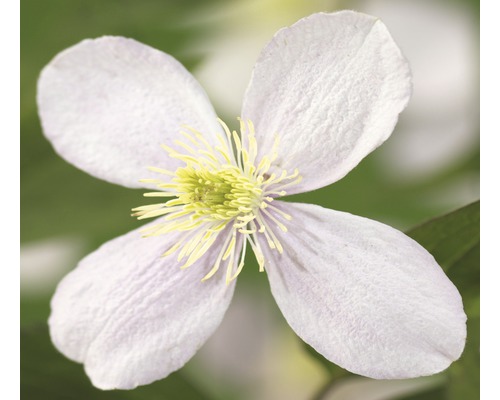 Clématite de montagne FloraSelf Clematis montana 'Fragrant Spring' H&nbsp;50-70&nbsp;cm Co 2,3&nbsp;L