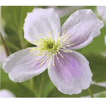 Gros plan d''une fleur de clématite
