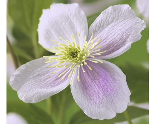 Clématite de montagne FloraSelf Clematis montana 'Pink Perfection' H&nbsp;50-70&nbsp;cm Co 2,3&nbsp;L