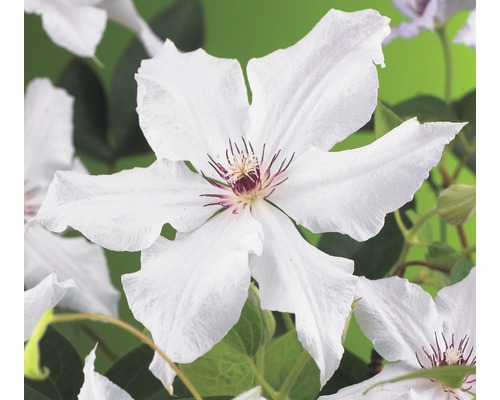 Waldrebe FloraSelf Clematis-Cultivars 'Snow Queen' H 50-70 cm Co 2,3 L