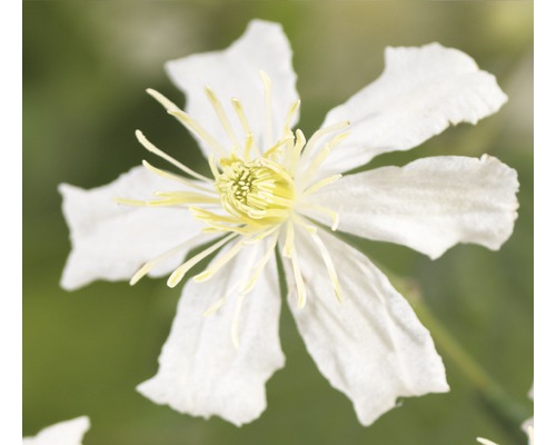 Clématite FloraSelf Clematis-Cultivars 'Paul Farges' H&nbsp;50-70&nbsp;cm Co 2,3&nbsp;L