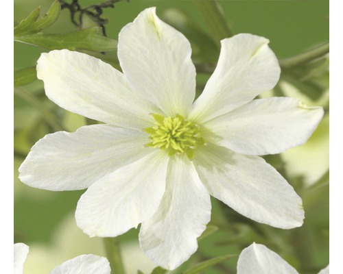Clématite FloraSelf Clematis-Cultivars 'Early Sensation' h 50-70 cm pot 2,3 l