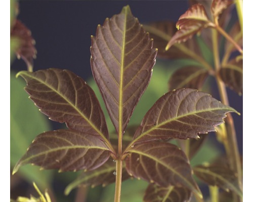 Vigne vierge FloraSelf Parthenocissus henryana H&nbsp;50-70&nbsp;cm Co 2,3&nbsp;L