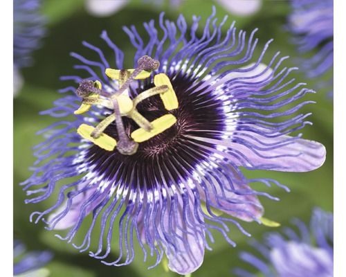 Fleur de la passion FloraSelf Passiflora-Cultivars «&nbsp;Purple Rain&nbsp;» H&nbsp;50-70&nbsp;cm Co 2,3&nbsp;l