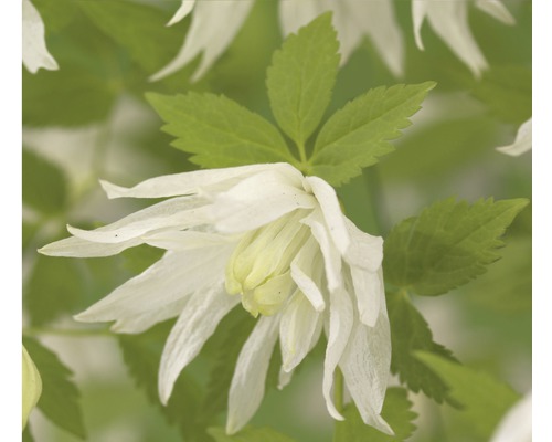 Clématite des Alpes FloraSelf Clematis alpina 'Albina Plena' H&nbsp;50-70&nbsp;cm Co 2,3&nbsp;L