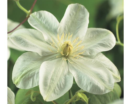 Clématite FloraSelf Clematis-Cultivars 'Guernsey Cream' H&nbsp;50-70&nbsp;cm Co 2,3&nbsp;L