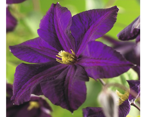 Clématite FloraSelf Clematis-Cultivars 'Romantika' H&nbsp;50-70&nbsp;cm Co 2,3&nbsp;L