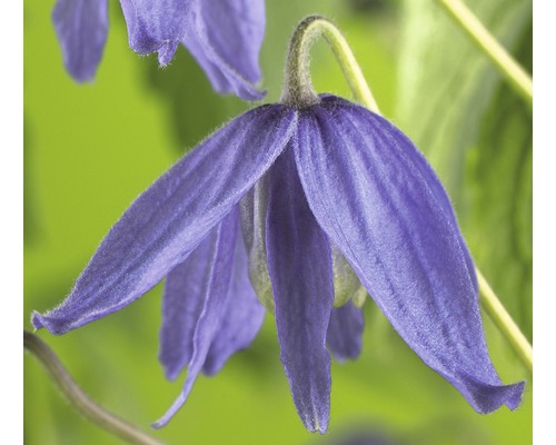 Clématite macropetala FloraSelf Clematis macropetala H&nbsp;50-70&nbsp;cm Co 2,3&nbsp;L