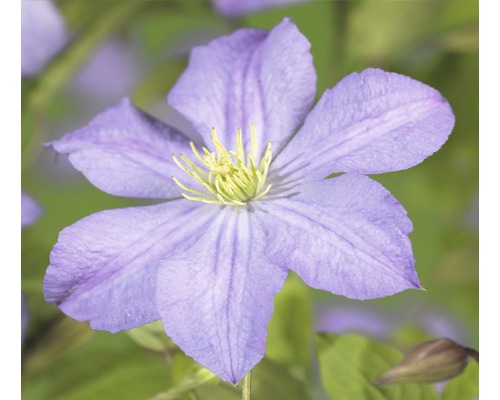 Waldrebe FloraSelf Clematis-Cultivars 'Prince Charles' H 50-70 cm Co 2,3 L