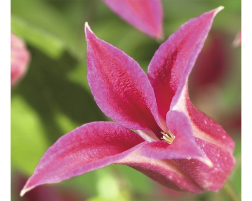 Clématite FloraSelf Clematis-Cultivars 'Princess Diana' H 50-70 cm Co 2,3 l Gros plan d''une fleur de clématite