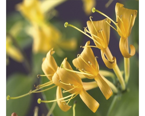 Chèvrefeuille FloraSelf Lonicera-Cultivars «&nbsp;Mandarin&nbsp;» PBR H&nbsp;50-70&nbsp;cm Co 2,3&nbsp;l jaune