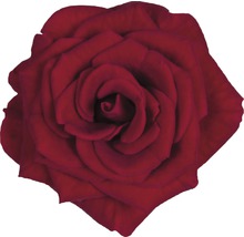 Zimmerrose FloraSelf Rosa Hybride 'Isabel' H 30-40 cm Ø 13 cm Topf-thumb-1