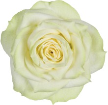 Zimmerrose FloraSelf Rosa Hybride 'Honora' H 30-40 cm Ø 13 cm Topf-thumb-1