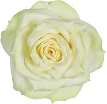 Zimmerrose FloraSelf Rosa Hybride 'Honora' H 30-40 cm Ø 13 cm Topf-thumb-1 Zimmerrose FloraSelf Rosa Hybride 'Honora' H 30-40 cm Ø 13 cm Topf-thumb-1