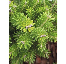 Sapin coréen FloraSelf Abies koreana 'Molli' H 15-20 cm Co 2 L