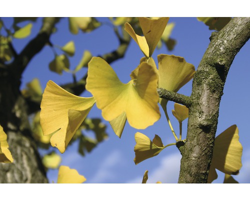 Nahaufnahme eines Ginkgobaums mit gelben Blättern vor blauem Himmel
