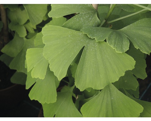 Nahaufnahme von Ginkgoblättern