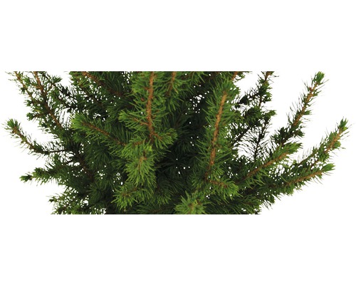 Gros plan d''un sapin de Nordmann